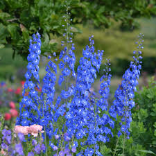 Attēlu rezultāti vaicājumam “Delphinium elatum  flower”