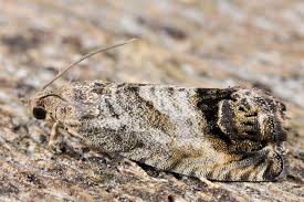 Attēlu rezultāti vaicājumam “Cydia splendana”