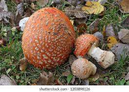 Attēlu rezultāti vaicājumam “Amanita regalis”