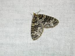 Attēlu rezultāti vaicājumam “Electrophaes corylata”