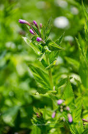 Image result for Weidenröschen