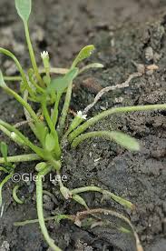 Attēlu rezultāti vaicājumam “Limosella aquatica”