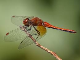 Attēlu rezultāti vaicājumam “Sympetrum”