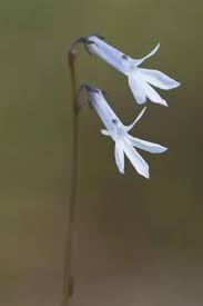 Attēlu rezultāti vaicājumam “Lobelia dortmanna flower”