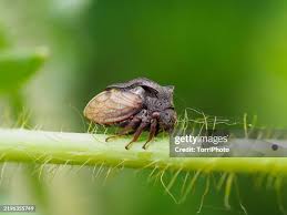 Attēlu rezultāti vaicājumam “Centrotus cornutus”