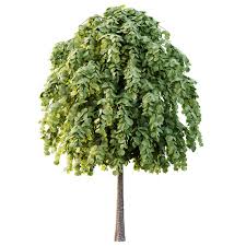 Attēlu rezultāti vaicājumam “Tilia platyphyllos subsp. cordifolia flower”