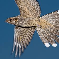 Attēlu rezultāti vaicājumam “Caprimulgus europaeus”