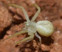 Attēlu rezultāti vaicājumam “Thomisidae”