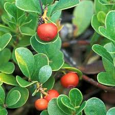 Attēlu rezultāti vaicājumam “Arctostaphylos uva-ursi”