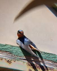 Attēlu rezultāti vaicājumam “Hirundo rustica nest”