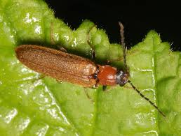 Attēlu rezultāti vaicājumam “Denticollis linearis”