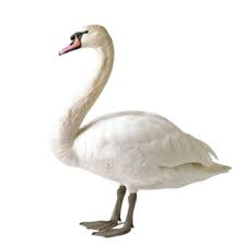 Image result for Cygnus olor