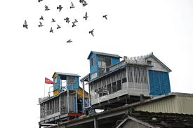 Image result for Meridian Racing Pigeon Lofts