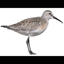 Attēlu rezultāti vaicājumam “Calidris ferruginea”