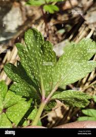 Attēlu rezultāti vaicājumam “Ochropsora ariae”
