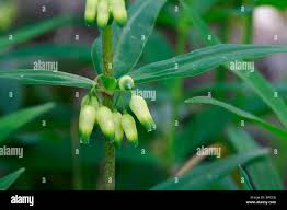 Attēlu rezultāti vaicājumam “Polygonatum verticillatum bud”