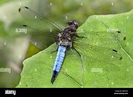 Attēlu rezultāti vaicājumam “Libellula fulva”