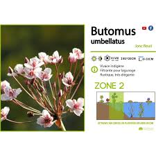 Attēlu rezultāti vaicājumam “Butomus umbellatus bud”