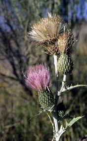 Attēlu rezultāti vaicājumam “Cirsium acaule leaf”