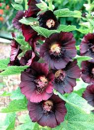 Image result for Alcea rosea nigra