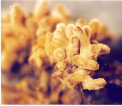 Attēlu rezultāti vaicājumam “Lactarius lygniotus”