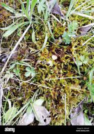 Attēlu rezultāti vaicājumam “Calliergonella cuspidata”