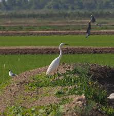 Attēlu rezultāti vaicājumam “Egretta alba adult”
