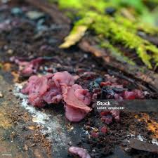 Attēlu rezultāti vaicājumam “Ascocoryne sarcoides”