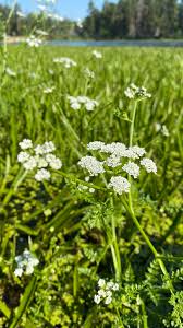 Attēlu rezultāti vaicājumam “Oenanthe aquatica flower”