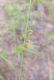 Attēlu rezultāti vaicājumam “Juncus filiformis”