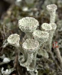 Attēlu rezultāti vaicājumam “Cladonia coccifera”