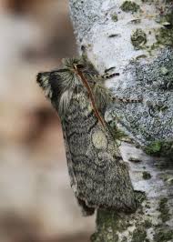 Attēlu rezultāti vaicājumam “Achlya flavicornis”