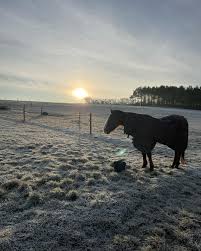 Image result for White Rose Polo Club