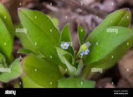 Attēlu rezultāti vaicājumam “Myosotis sparsiflora flower”