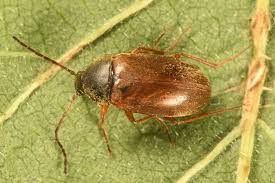 Attēlu rezultāti vaicājumam “Isomira murina”