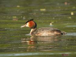 Attēlu rezultāti vaicājumam “Podiceps cristatus adult”