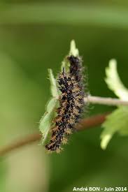 Attēlu rezultāti vaicājumam “Araschnia levana underside”
