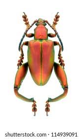 Attēlu rezultāti vaicājumam “Lycogala irregulare sessile”