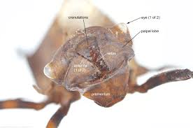 Attēlu rezultāti vaicājumam “Lycogala convexum young”