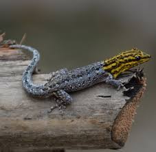 Attēlu rezultāti vaicājumam “Lycogala persicum young”