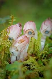 Attēlu rezultāti vaicājumam “Pyrolaceae”