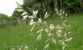 Attēlu rezultāti vaicājumam “Helictotrichon pratense”