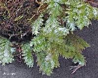 Attēlu rezultāti vaicājumam “Neckera pennata”