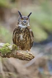 Attēlu rezultāti vaicājumam “Bubo bubo adult”