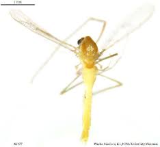 Attēlu rezultāti vaicājumam “Tanytarsus”