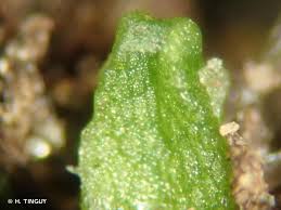 Attēlu rezultāti vaicājumam “Riccia canaliculata”