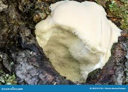 Attēlu rezultāti vaicājumam “Aurantiporus fissilis”