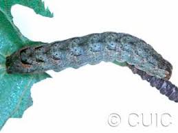 Attēlu rezultāti vaicājumam “Lacanobia contigua larva”