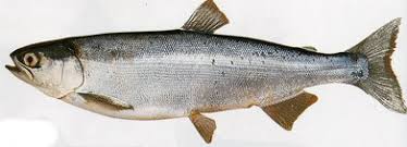 Image result for Oncorhynchus nerka