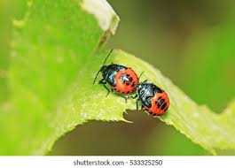 Attēlu rezultāti vaicājumam “Zicrona caerulea”